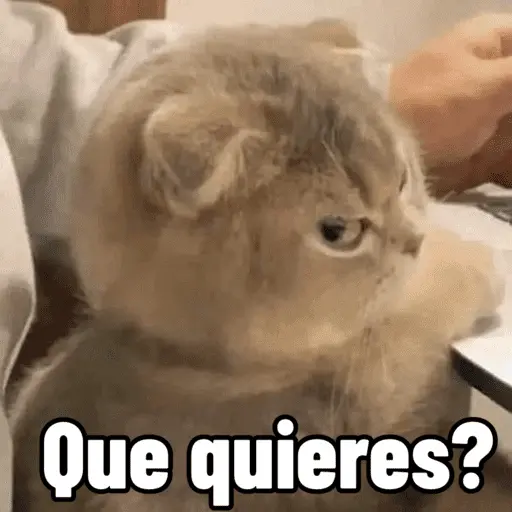 stickers_😼_GATOS_CON_FRASES_😼