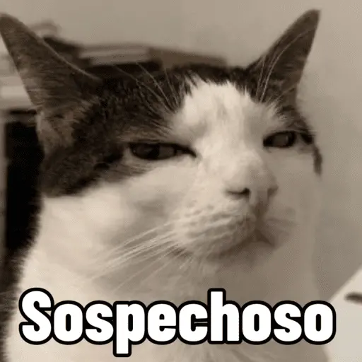stickers_😼_GATOS_CON_FRASES_😼
