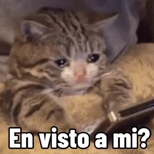 stickers_😼_GATOS_CON_FRASES_😼