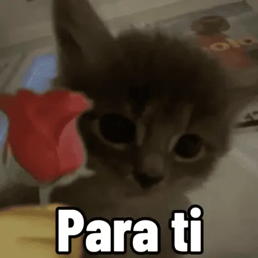 stickers_😼_GATOS_CON_FRASES_😼