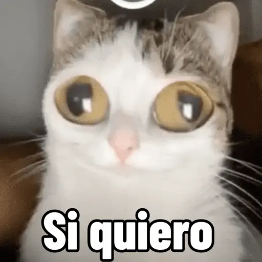 stickers_😼_GATOS_CON_FRASES_😼