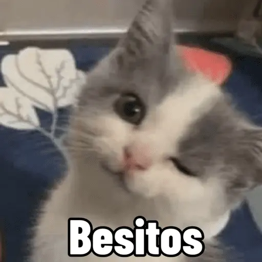 stickers_😼_GATOS_CON_FRASES_😼