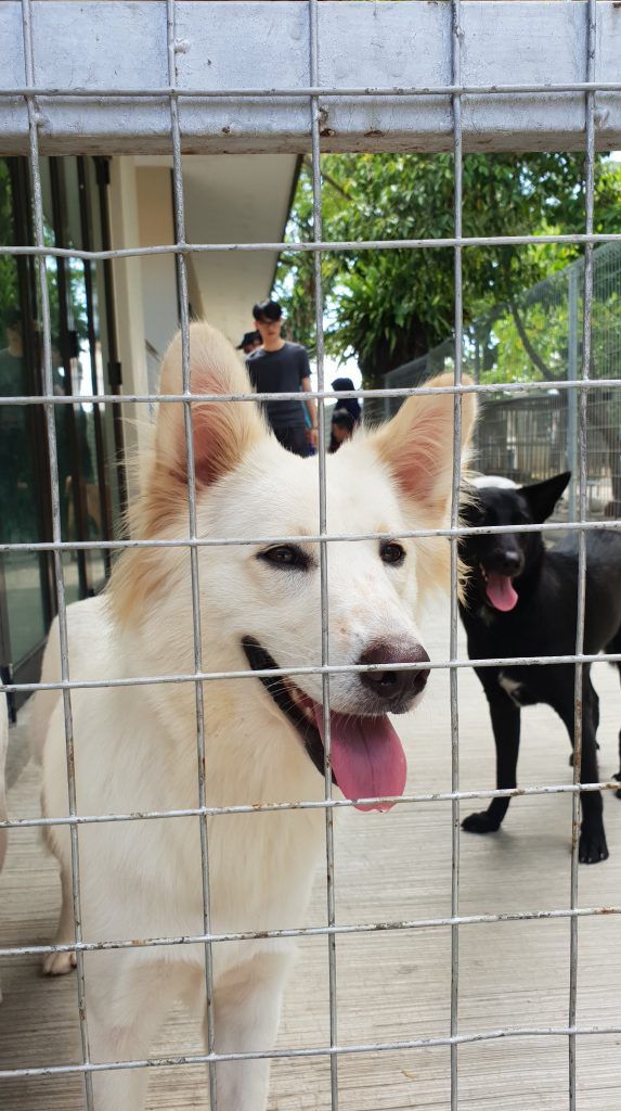 csr-spca-selangor-2.jpg