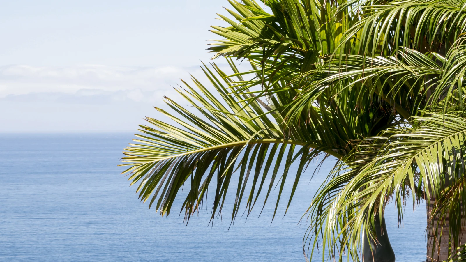 Manilva and Dukesa: the most affordable entry into the western coast market — Abarzo Journal