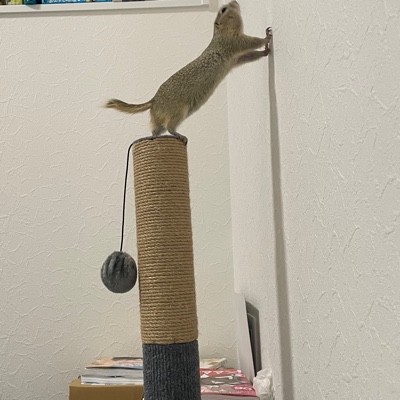 あぶないよ