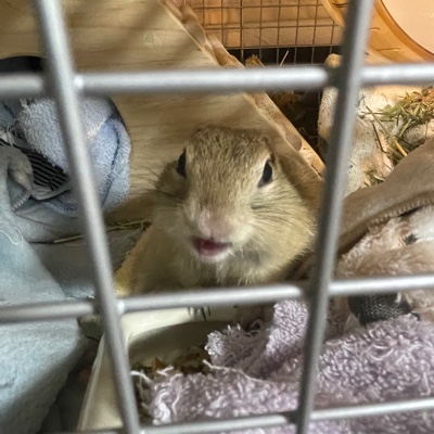 どやぁ！