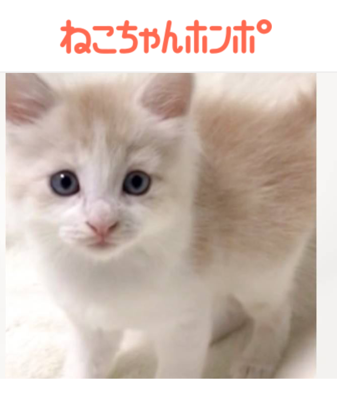 ねこちゃんホンポ