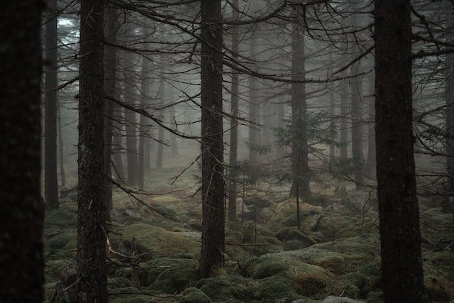 West Virginia Judicial Investigation Commission publicly admonishes Magistrate Jeffries for wearing law enforcement uniform during the May 2022 Magistrate race