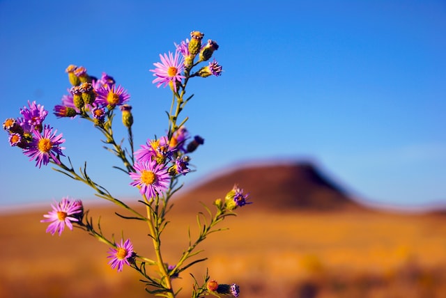 Federal New Mexico Magistrate judge wasn #39 t reappointed due to hostile