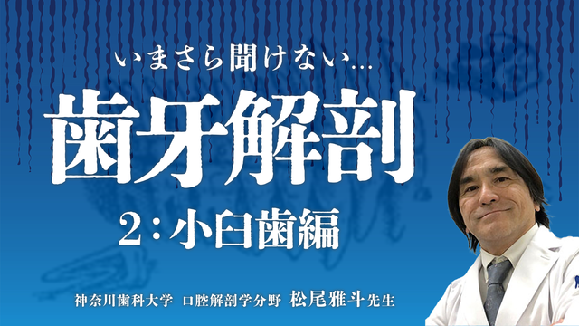 いまさら聞けない歯牙解剖 〜歯周治療に必要な歯根形態〜 2. 小臼歯編