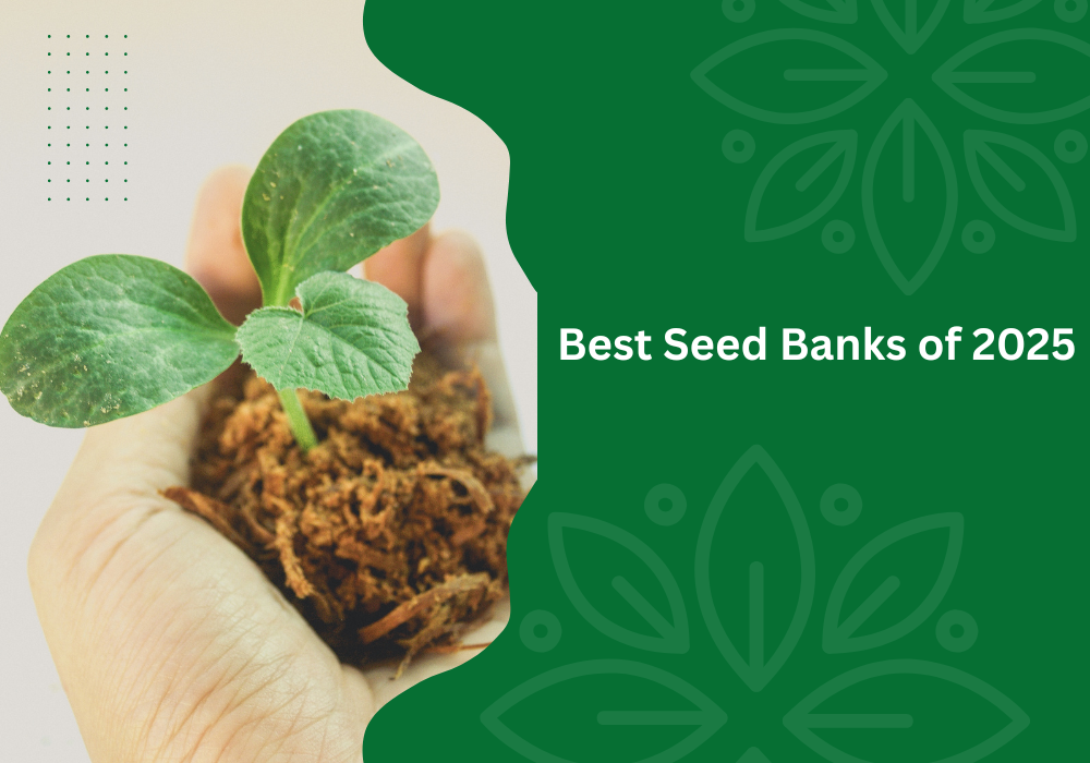 Best Seed Banks of 2025 - Cannabis Seeds For Sale With Legal and Discrete Shipping