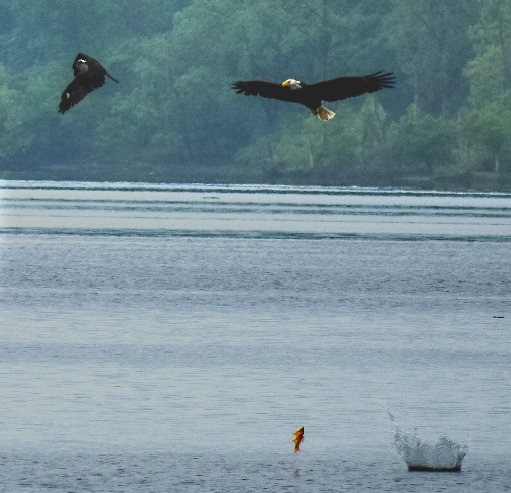 Bald Eagle Recovery in Chesapeake Bay Raises Red Flags for Osprey