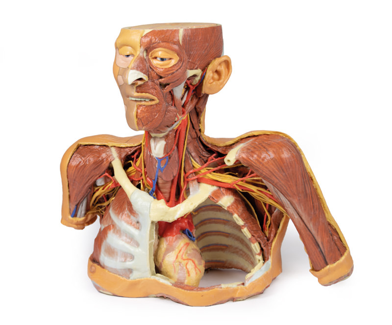Anatomy Warehouse and Erler-Zimmer Announce Exclusive U.S. Partnership to Bring Ethical, High-Fidelity 3D Printed Anatomy Models to Market
