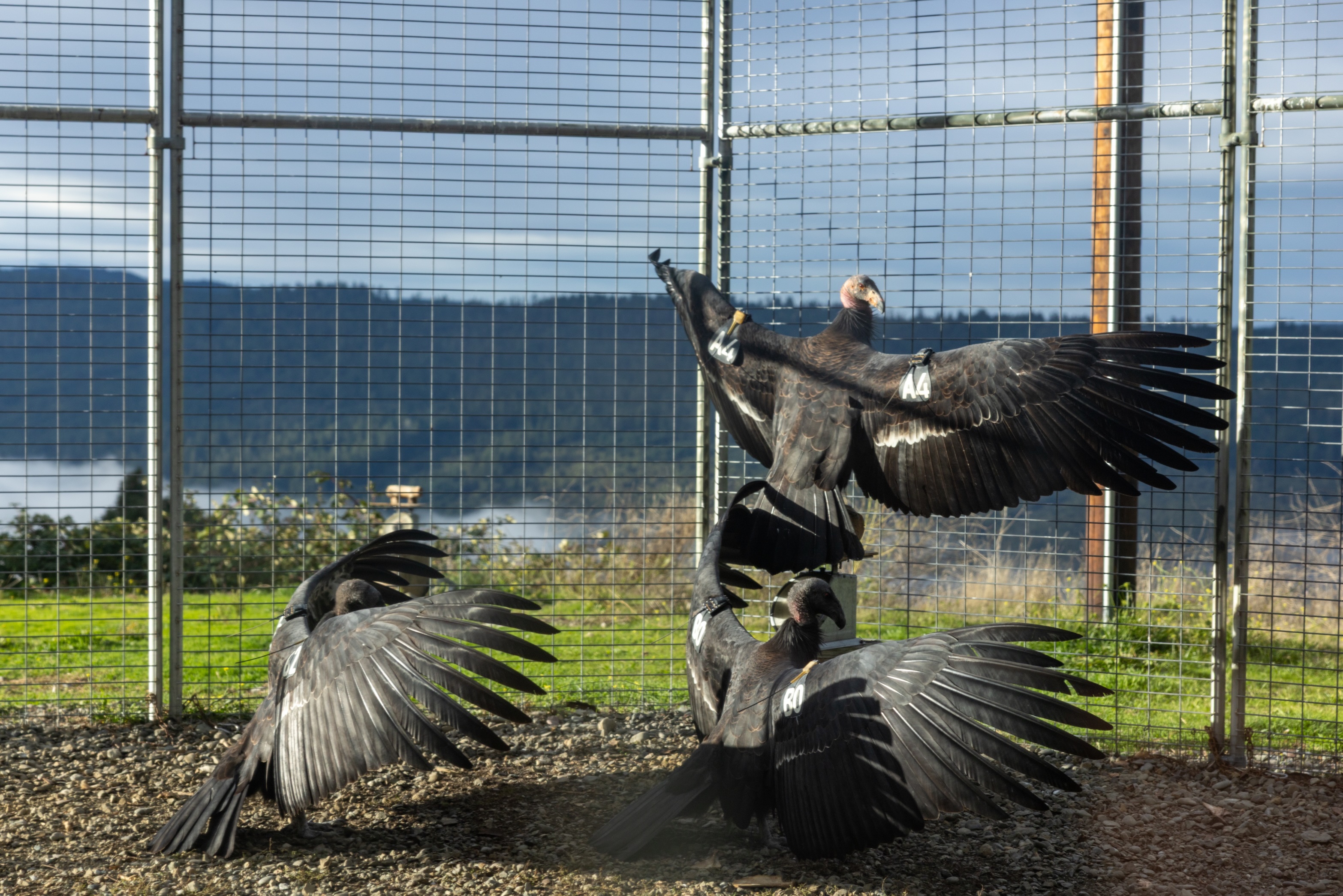 Colossal Foundation Commits $500,000 to Restore Sacred Condor to Ancestral Nez Perce Skies