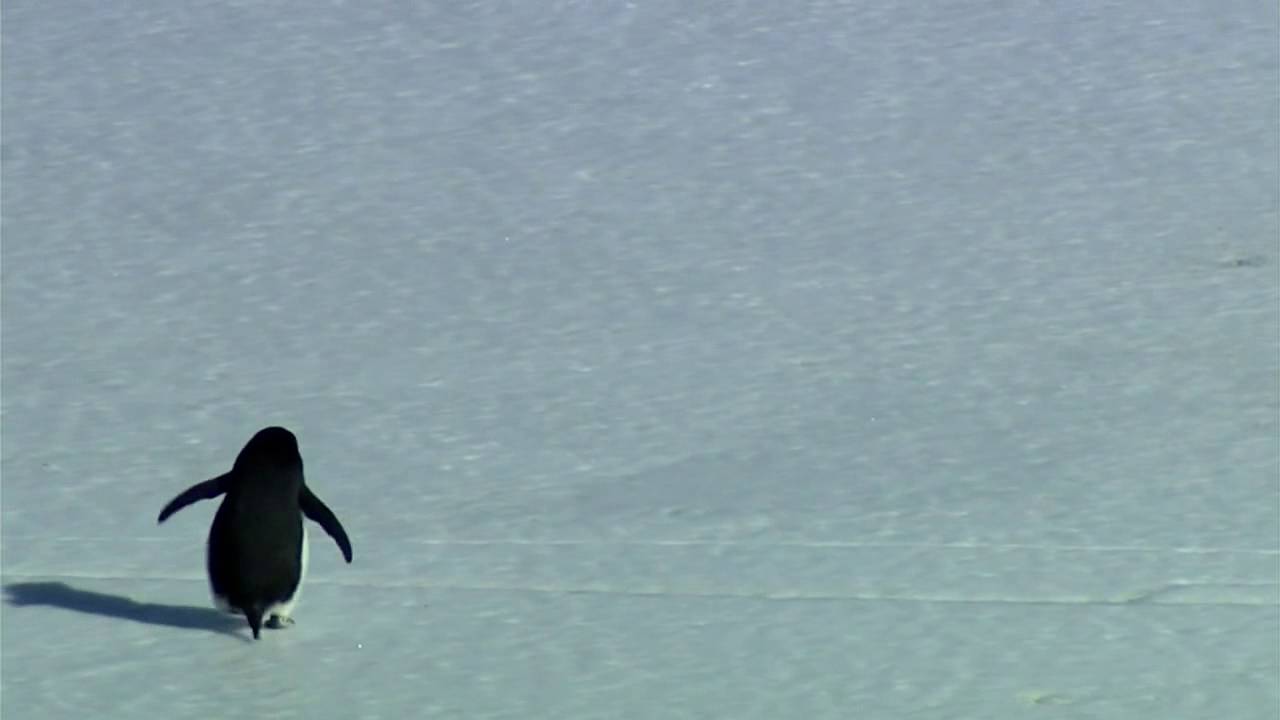 Gwen the Penguin: Werner Herzog on Naming, Interpretation, and Audience Projection