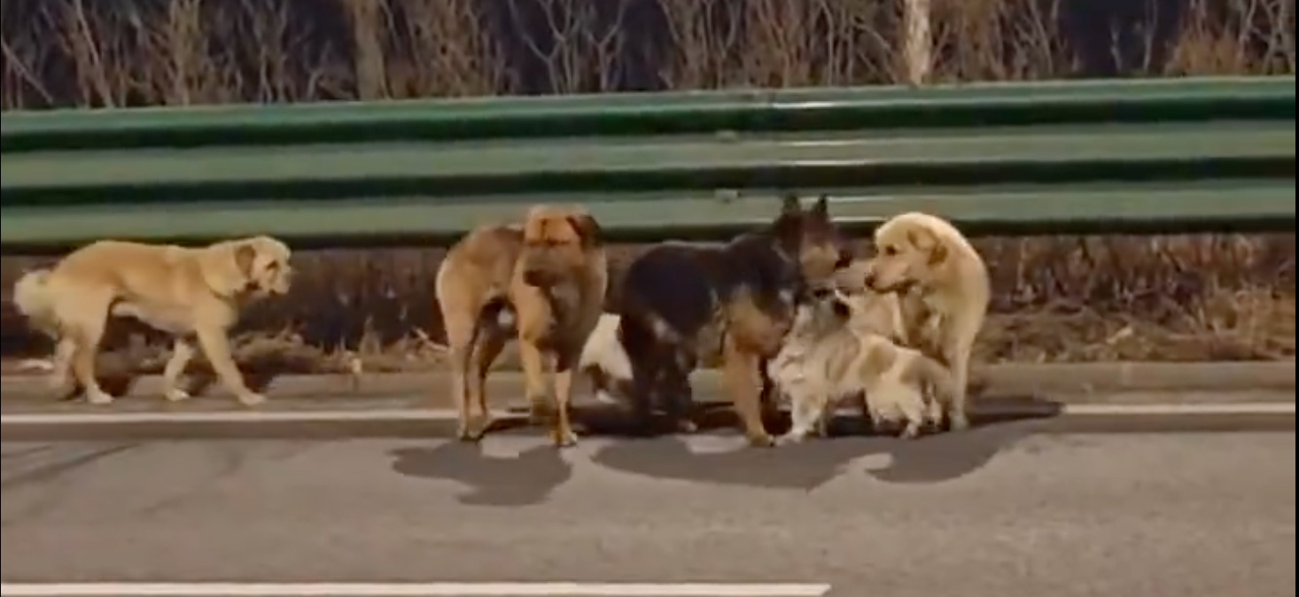 Owner Cen Yuheng Speaks on Stolen Corgi Leading Seven Dogs in Escape