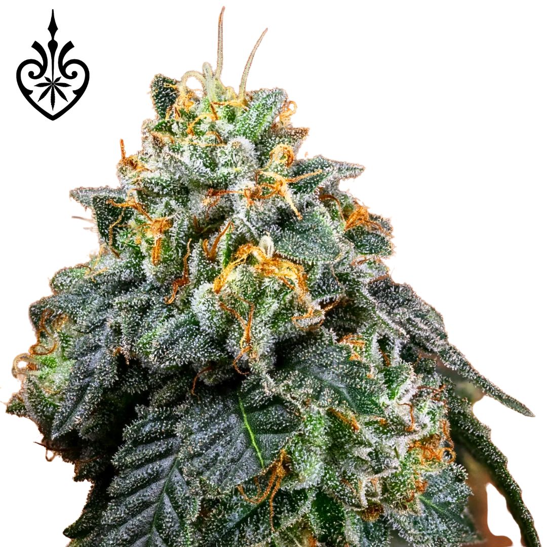 Sherlocks Glass & Dispensary Wins Best Cannabis Dispensary in Durham Back-to-Back, Launches Exclusive NC-Grown Living Soil Drop from Master Cultivator Seeds of Kismet