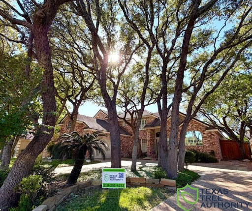 Texas Tree Authority Demonstrates Expert Oak Tree Pruning and Trimming Project in San Antonio, Texas