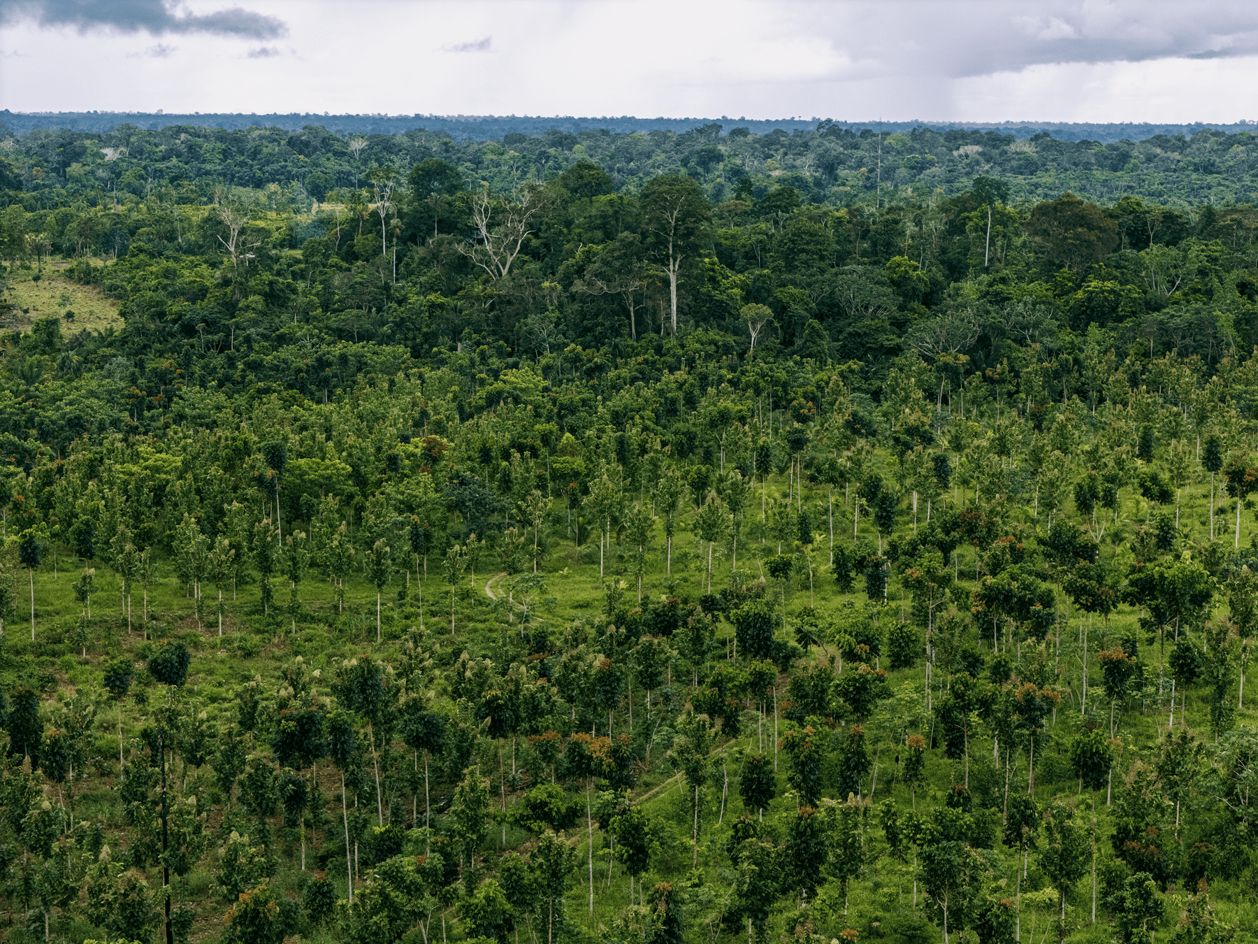 Courageous Land Secures US$23 Million BNDES Financing to Scale Agroforestry in the Amazon