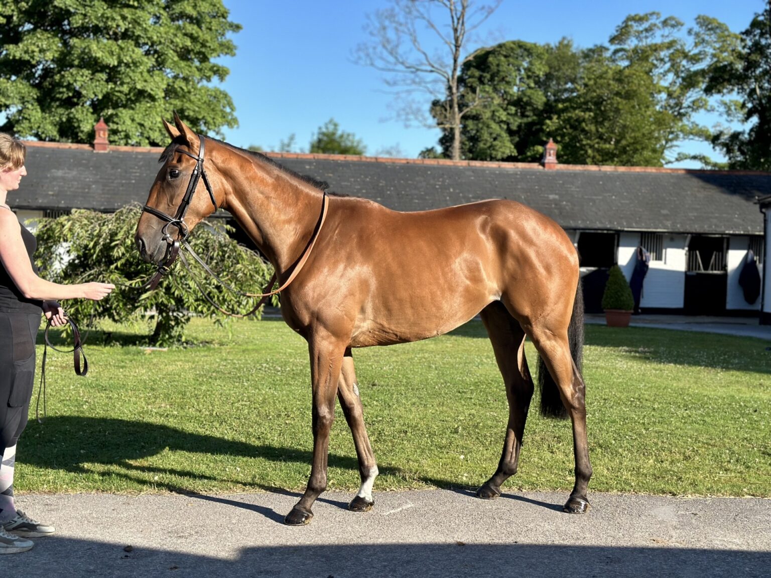 Redbud Sixteen Chases Hat-Trick as Affordable Racehorse Ownership Opens the Sport to Everyone