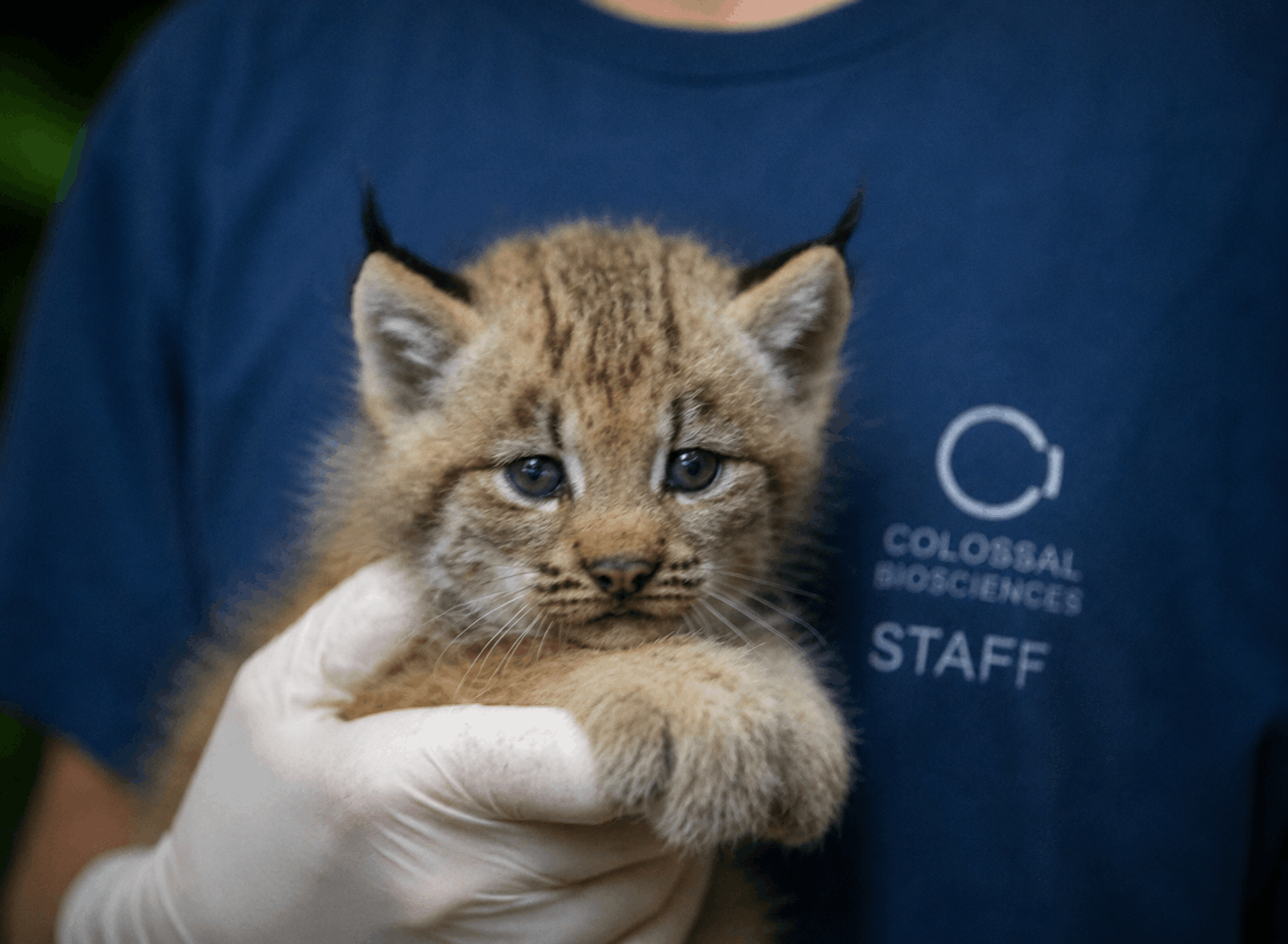 Exclusive Interview: Ben Lamm on De-Extinction, Conservation, and the Future of Wildlife