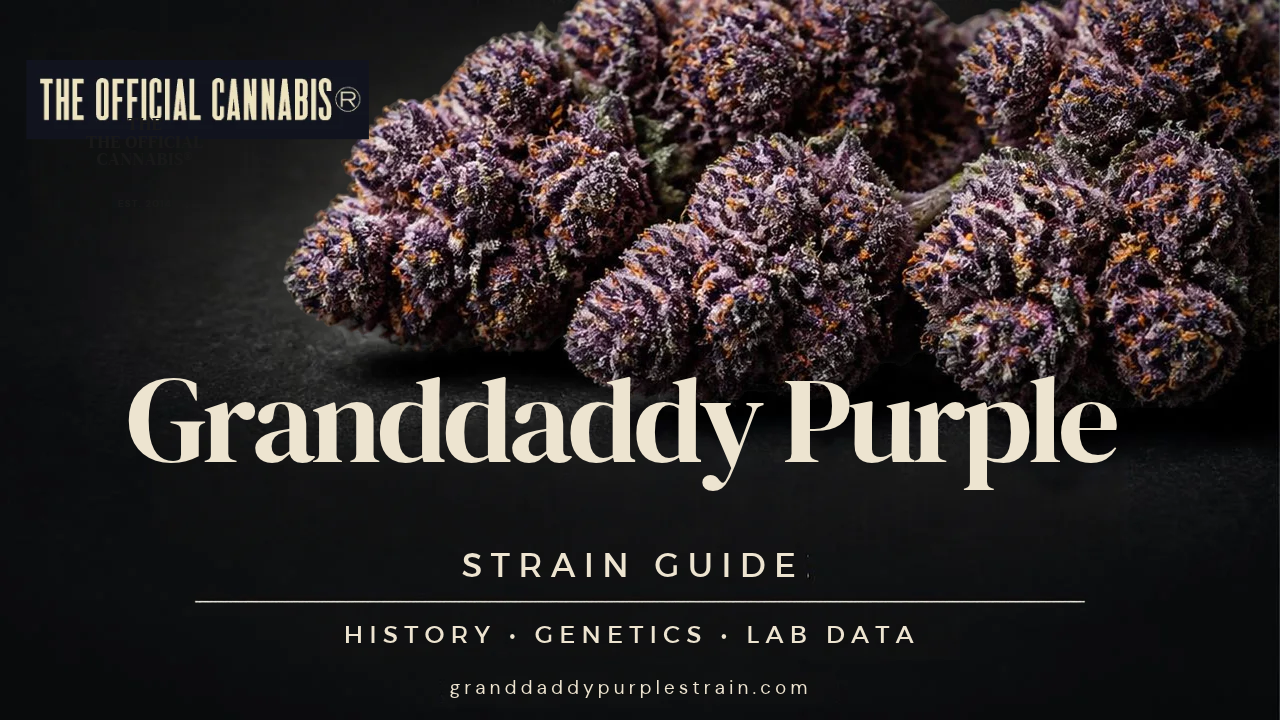 Granddaddy Purple Strain Guide Compares Competing Lineage Accounts and 512 Historical Lab Tests
