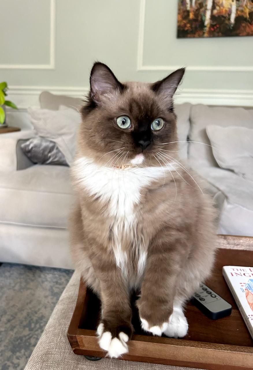 Midwest Ragdolls Highlights Why Kitten Health Starts With the Parents