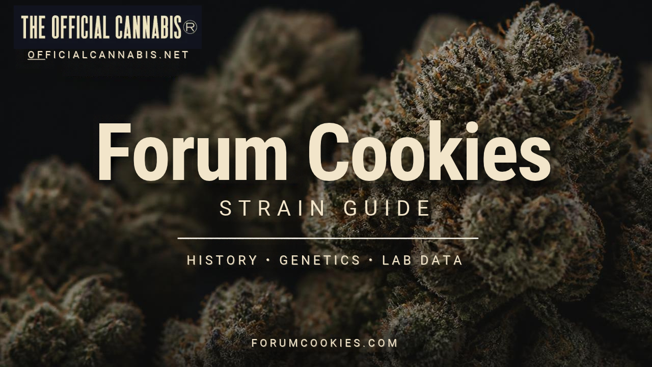 Forum Cookies Strain Guide Examines the History of the GSC Forum Cut and Historical Lab Data