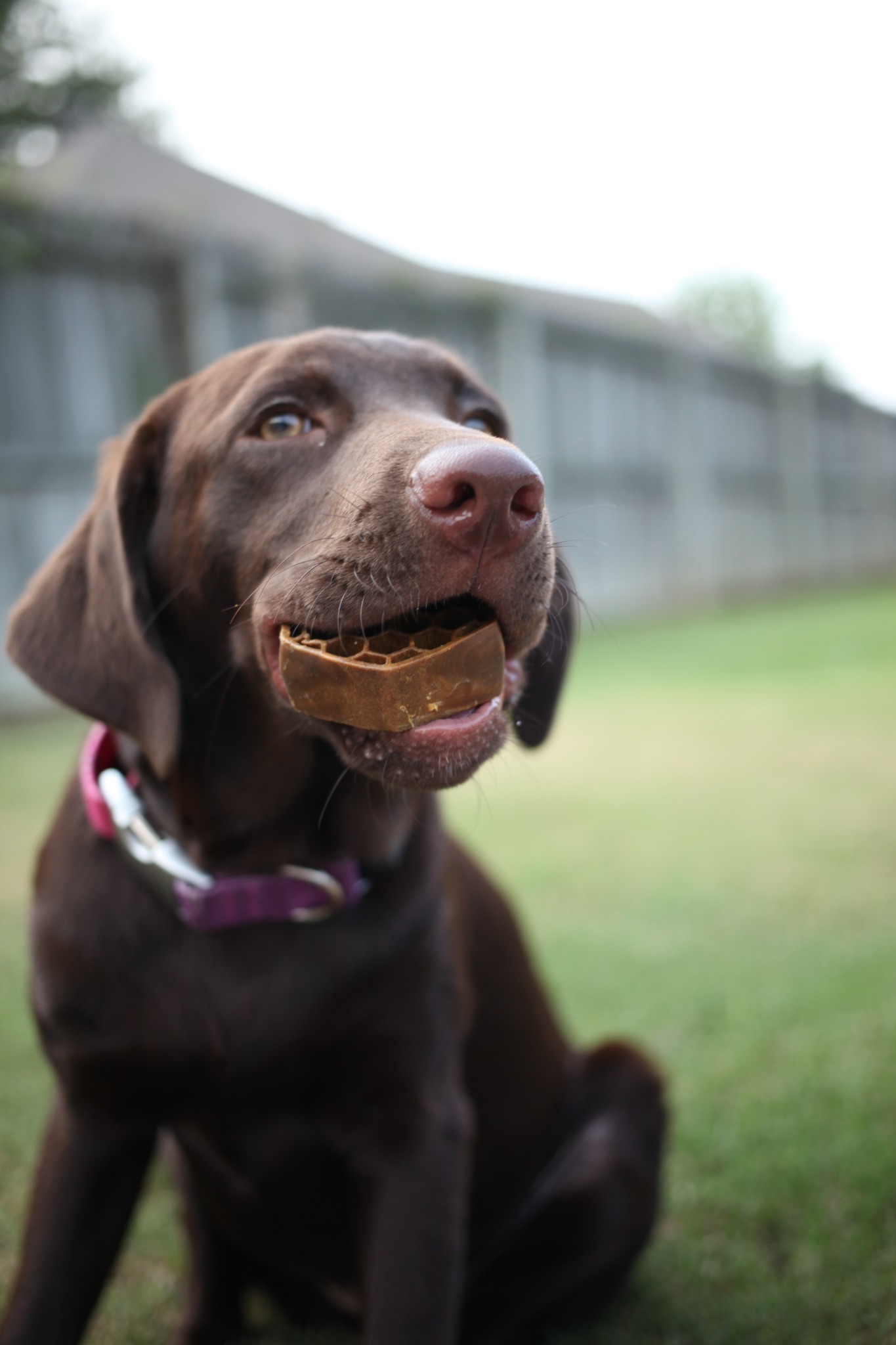 Pet's Best Life to Spotlight Two Health Issues Threatening Over 100 million Dogs at New York Vet Show, October 29-30