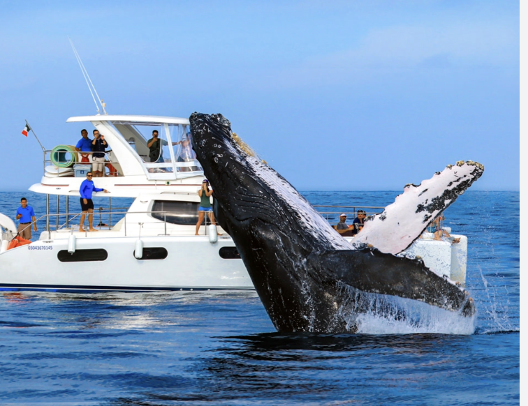 Cabo San Lucas Welcomes Whale Watching Season 2024 - Relax in Your Cabo San Lucas Luxury Villa from Cabo Platinum