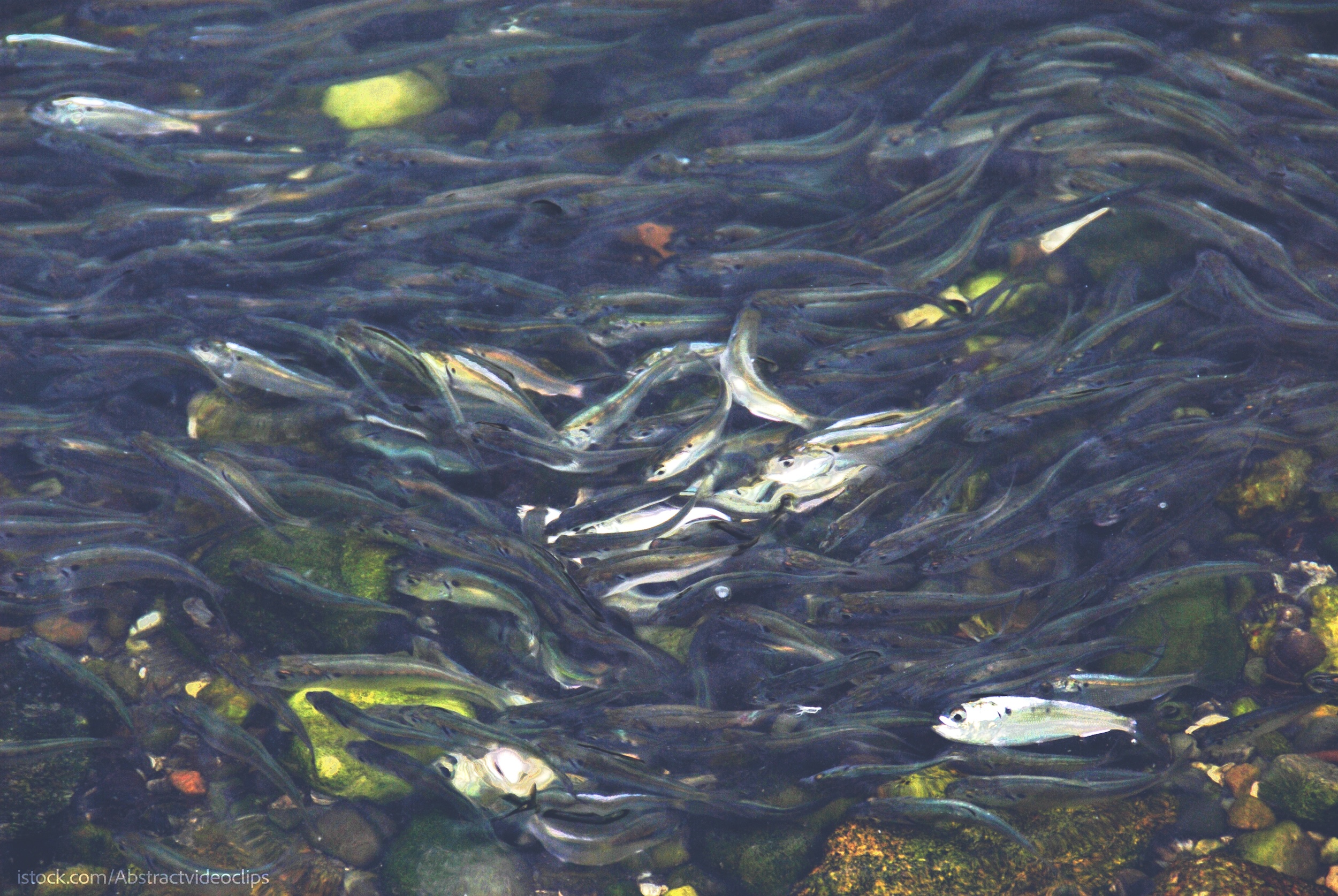 State of Maryland Survey Finds Juvenile Menhaden Abundance in the Chesapeake Bay at Highest Level Since 1990 Two Years in a Row