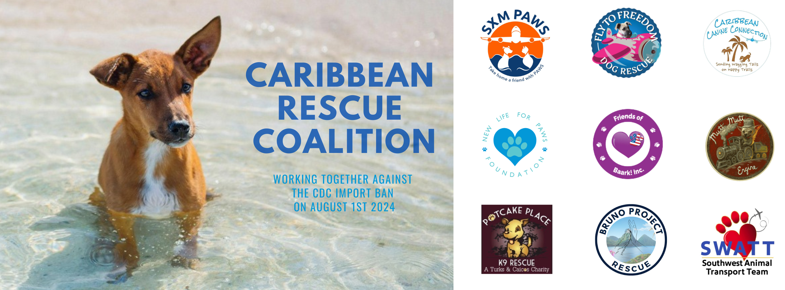 Nonprofit Caribbean Dog Rescue Organizations in Crisis Over New CDC Ban