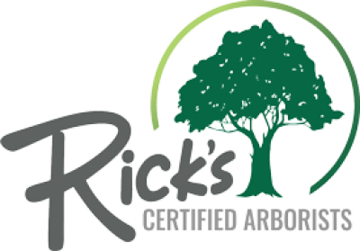 Beech Leaf Disease Symptoms Escalate in Non-Treated Trees as Rick's Certified Arborists Urges Homeowners to Act