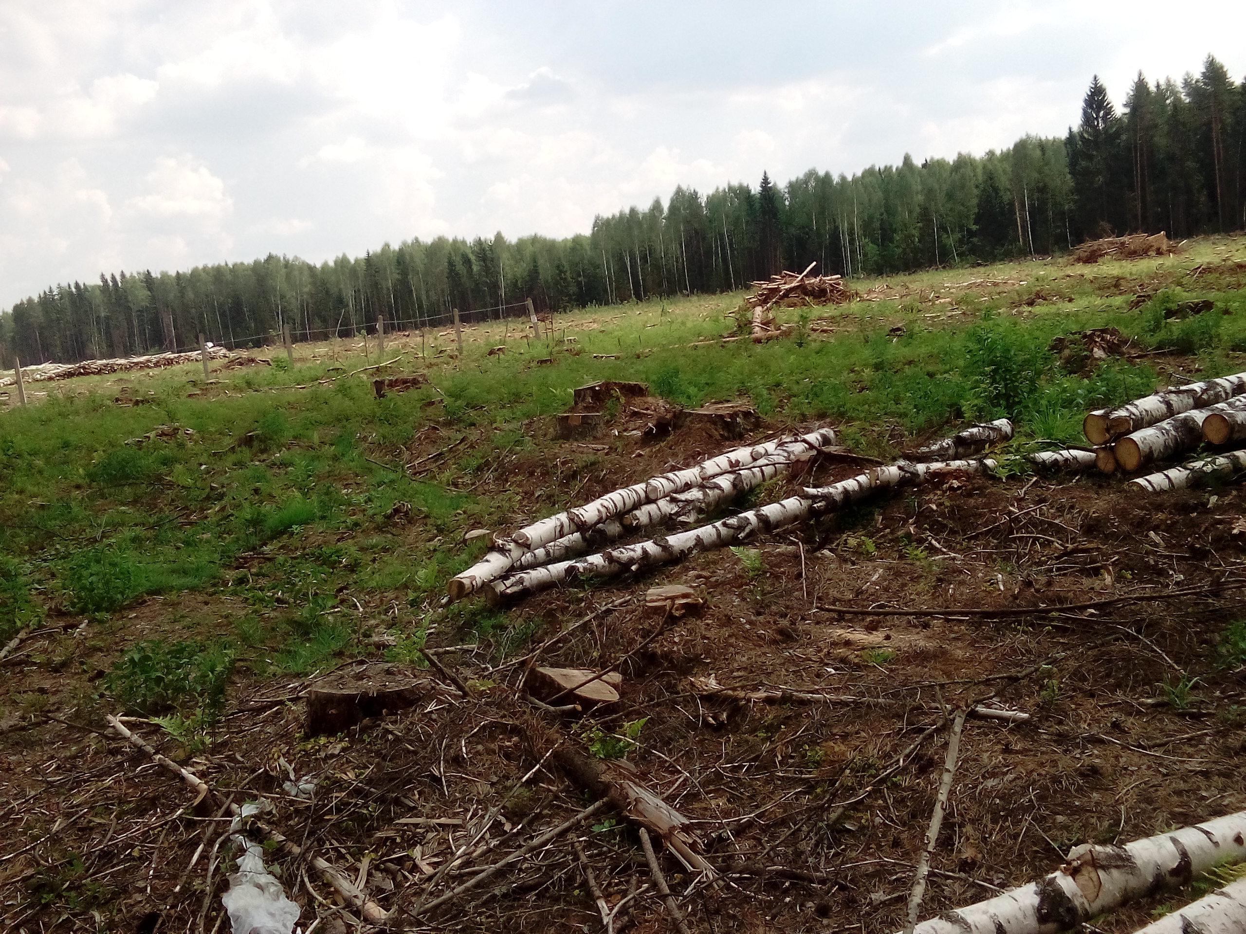 Высотную границу лесов. Рубка леса. Вырубка лесов в Подмосковье. Вырубленный лес Подмосковье. Вырубка погибших и поврежденных лесных насаждений.