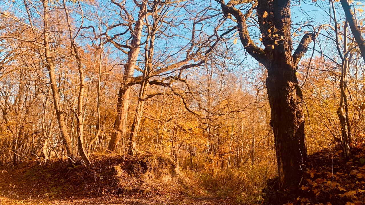 Суздальский парк в калининграде фото