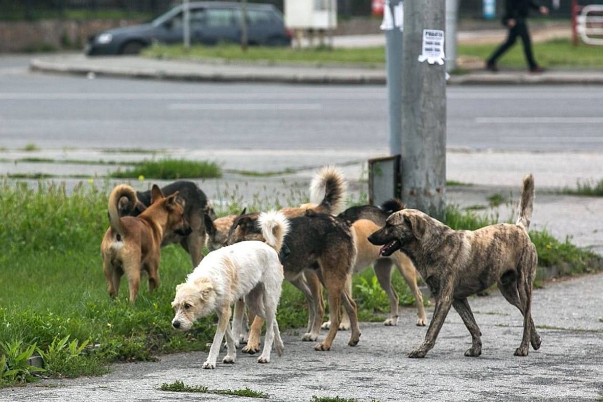 В Астраханской области разрешили усыплять бездомных собак