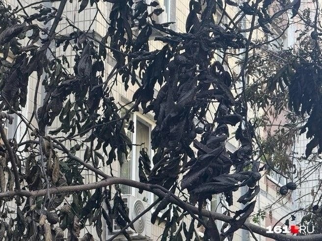 В Ростове сгорел пункт выдачи Wildberries и более 20 авто
