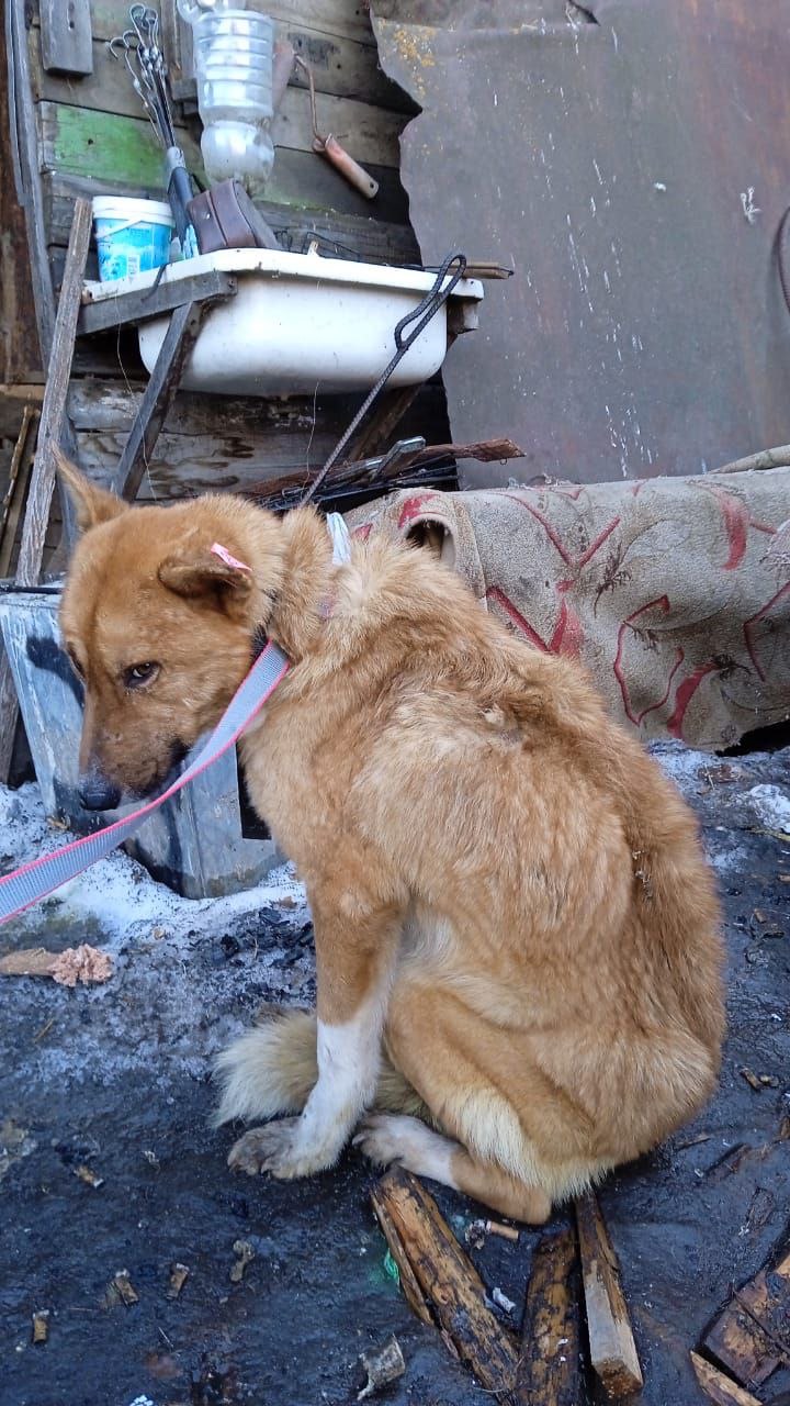 Собачий ад в Абаканском приюте