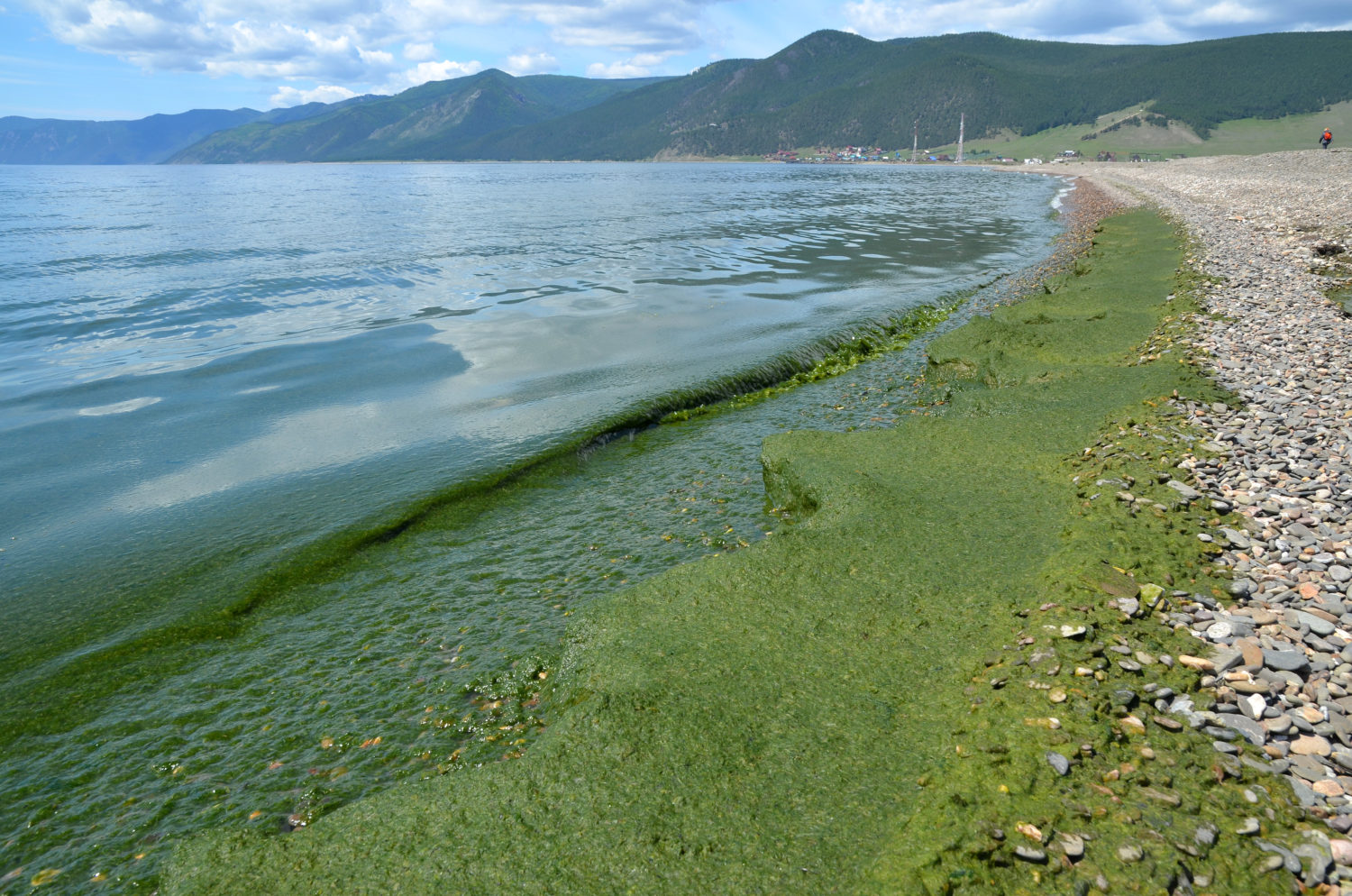 Водоросль спирогира на Байкале