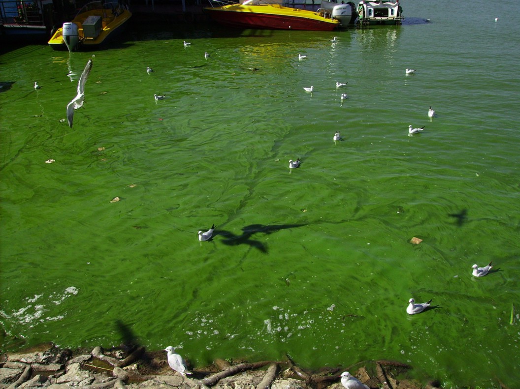 Условия цветения воды