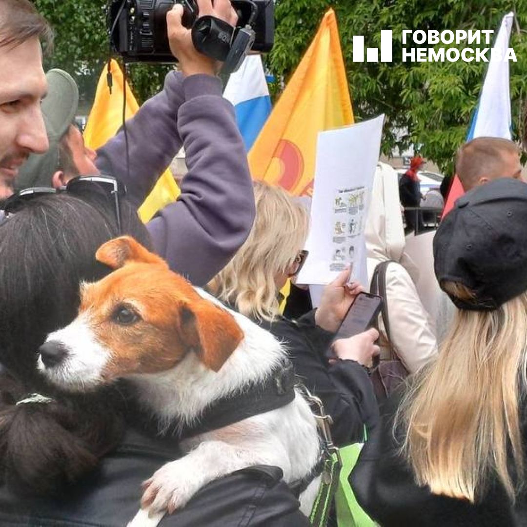 В Барнауле прошел большой митинг против убийства бездомных собак