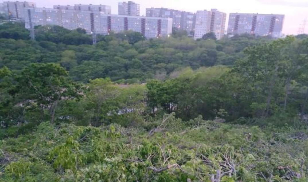 Во Владивостоке активисты вновь добились приостановки вырубки краснокнижного леса