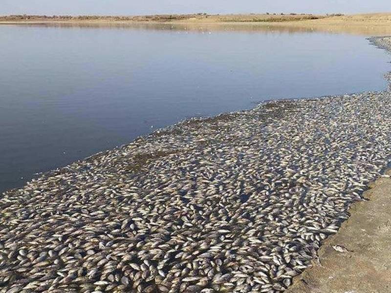 На водохранилище в Калмыкии произошла массовая гибель рыб