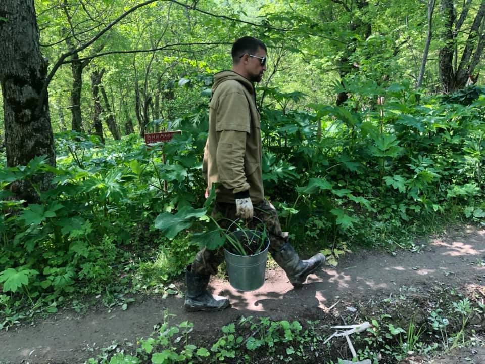 На Сахалине вопреки решению суда начали пересадку лилии Глена