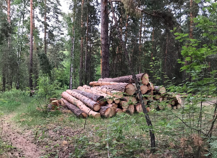 Возле Кургана вырубают сосновый лес