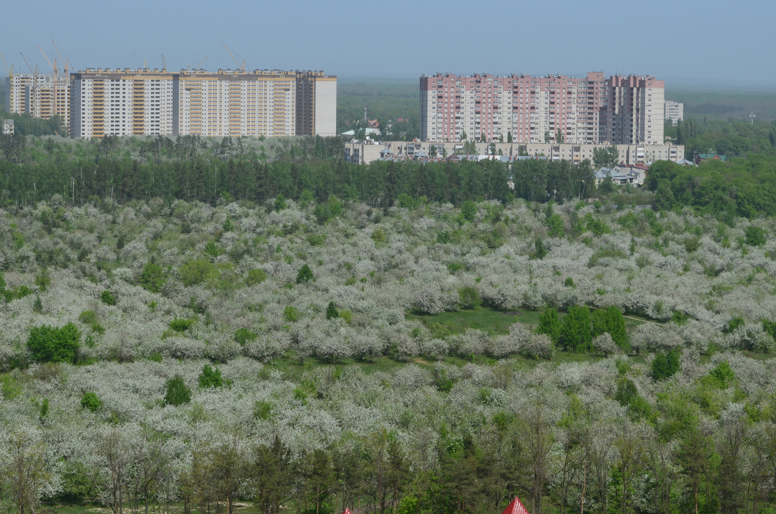Воронеж Яблоневые Сады Купить Двушку