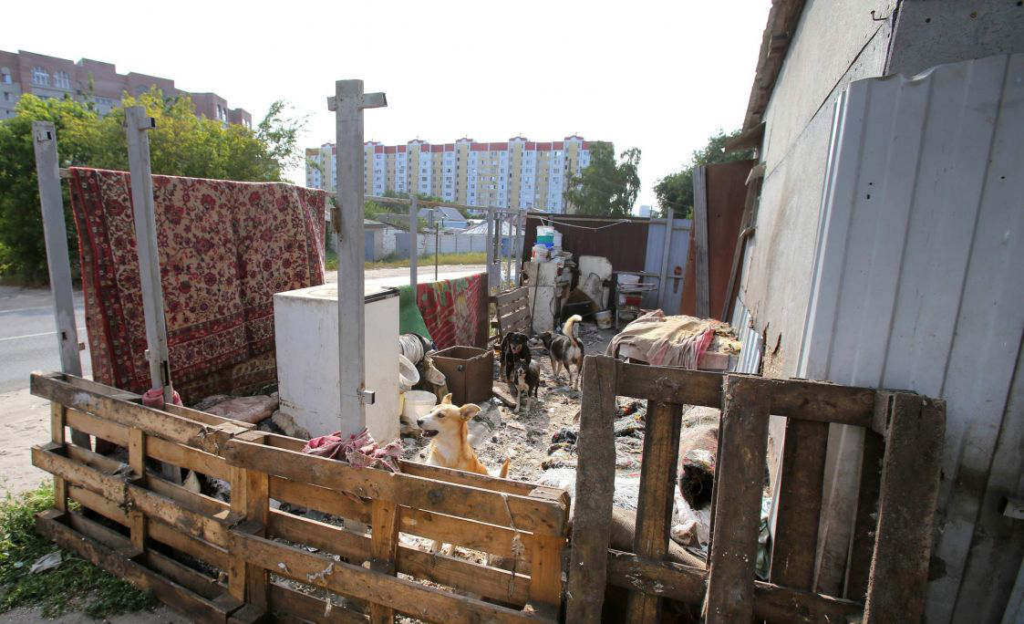 Власти Воронежа снесли часть забора в частном приюте для собак