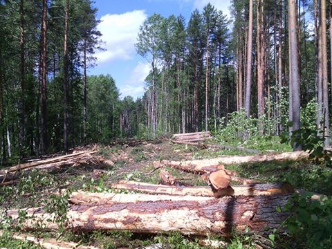 Срочно: в Карелии начали рубить Сунский бор!