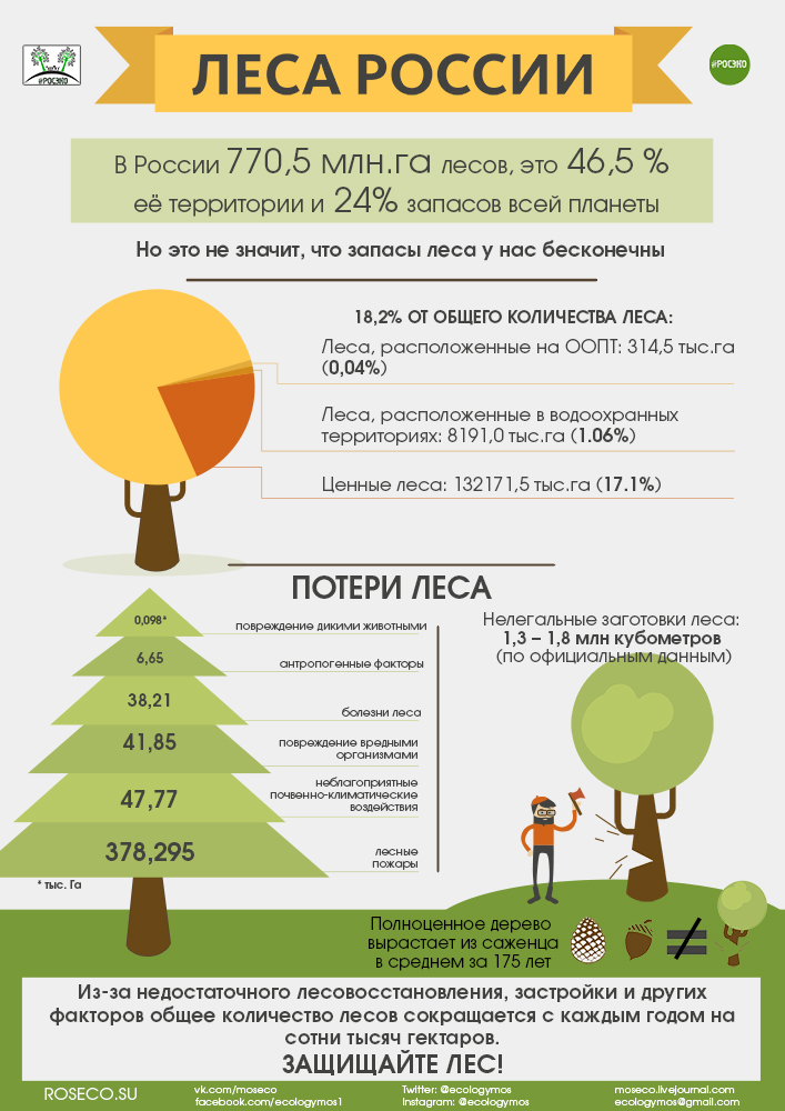 Вечная проблема невечного леса