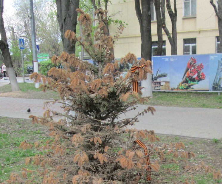 Сухие ёлки - новая фишка пиар-благоустройства города #Химки